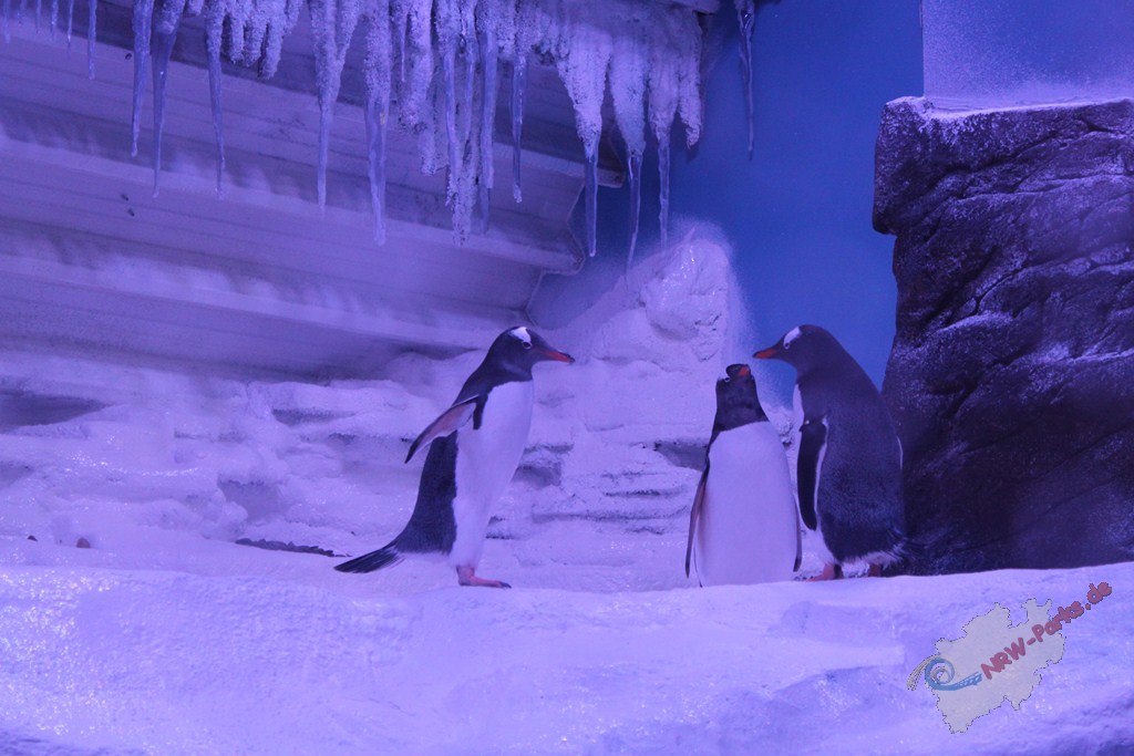 Pinguine im SEA LIFE Abenteuer Park Oberhausen