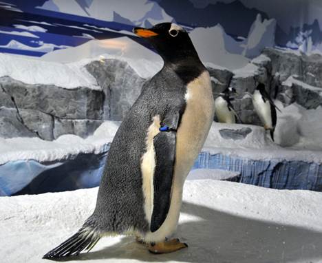 Pinguin im Sea Life Oberhausen