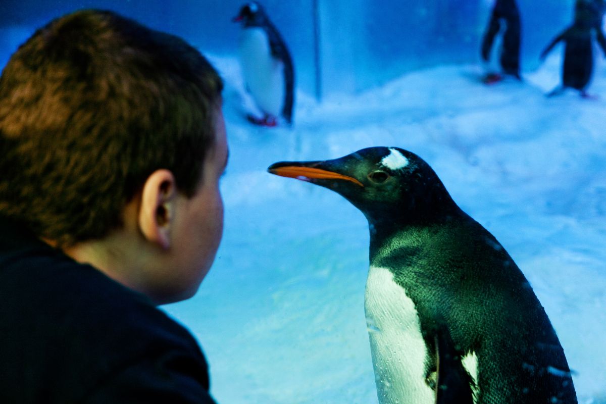 Die Pinguine kamen im April 2013 nach Oberhausen und wurden sofort zu den Besucherlieblingen.