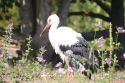 irrland_west_12