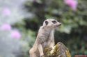 panorama_park_tiere_01