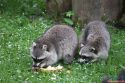 panorama_park_tiere_02
