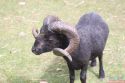 panorama_park_tiere_04