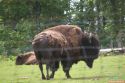 panorama_park_wildpark_03