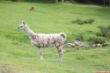panorama_park_wildpark_04