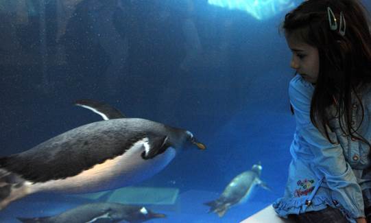 Pinguin im Abenteuer Park Oberhausen