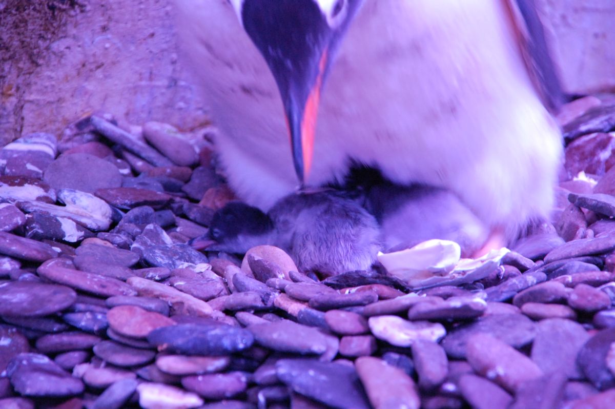 Zweites Pinguinbaby im Abenteuer Park Oberhausen