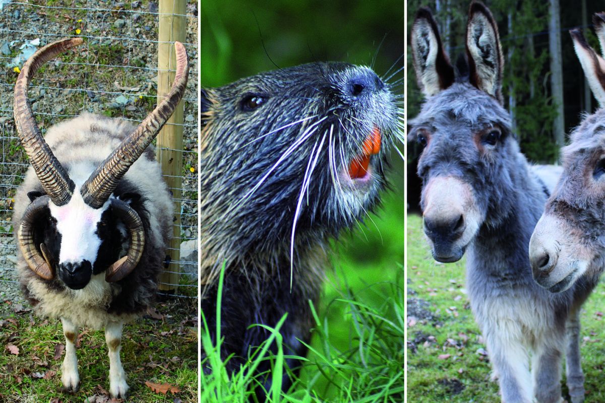 Tiere im Fort Fun Abenteuerland