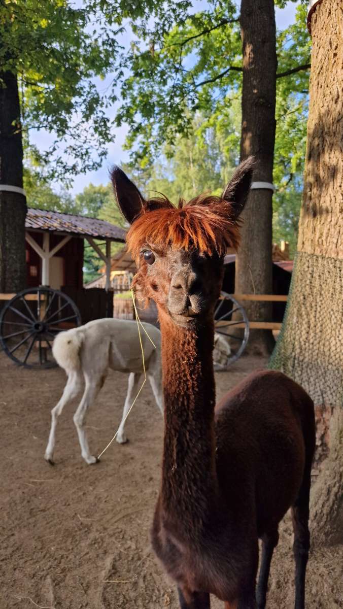 Endlich wieder geöffnet Alpaka auf Aussicht nach Futterbringende Besucher Endlich wieder geöffnet Alpaka auf Aussicht nach Futterbringende Besucher