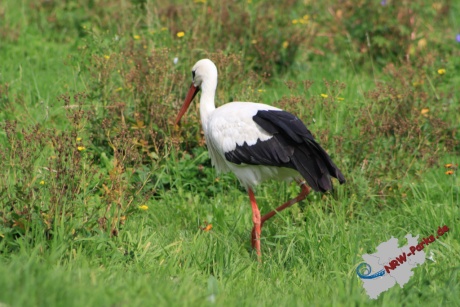 Storch im Irrland