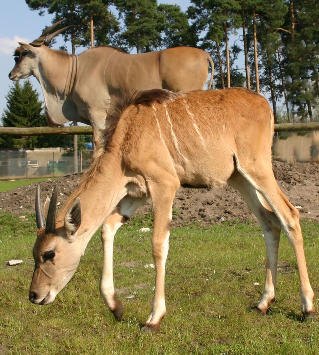 Nachwuchs im Zoo Safaripark Stukenbrock