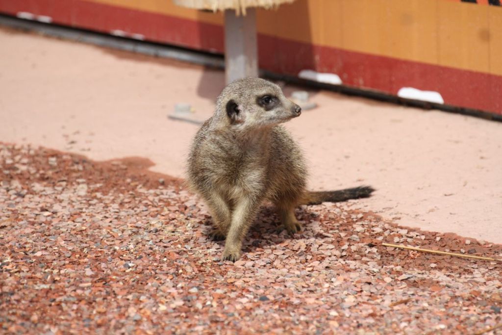 Erdmännchen im Zoo Safaripark Stukenbrock