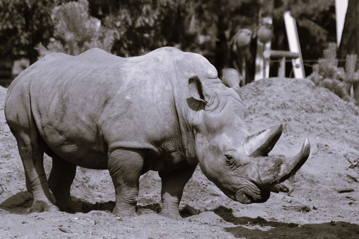 Mit fast 53 Jahren ist Snoopy wahrscheinlich sogar das älteste Breitmaulnashorn der Welt gewesen