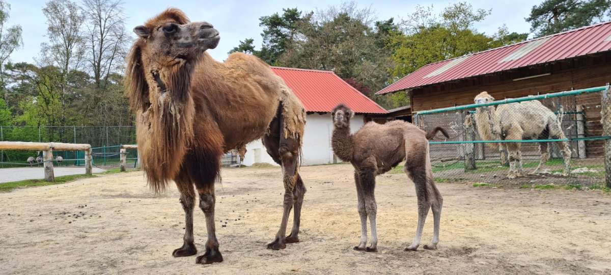 Kamel Mutter Sabi im Safariland Stukenbrock