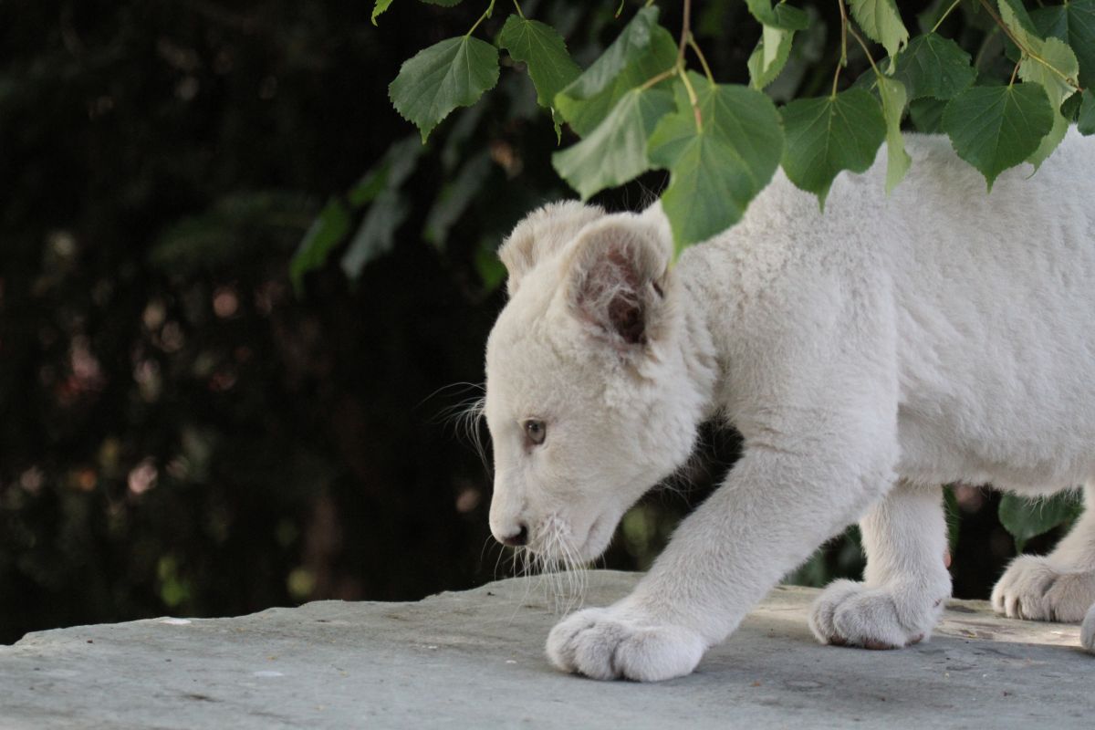 Löwenbaby im Zoo Safaripark Stukenbrock