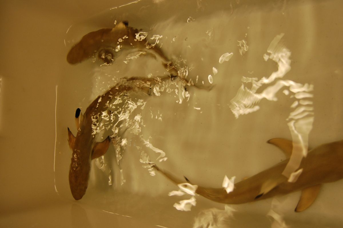 Hainachwuchs im Sea Life Oberhausen
