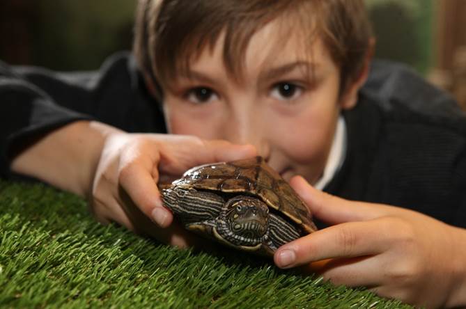 Lennarts Schildkröte ist bereit für den Frühling