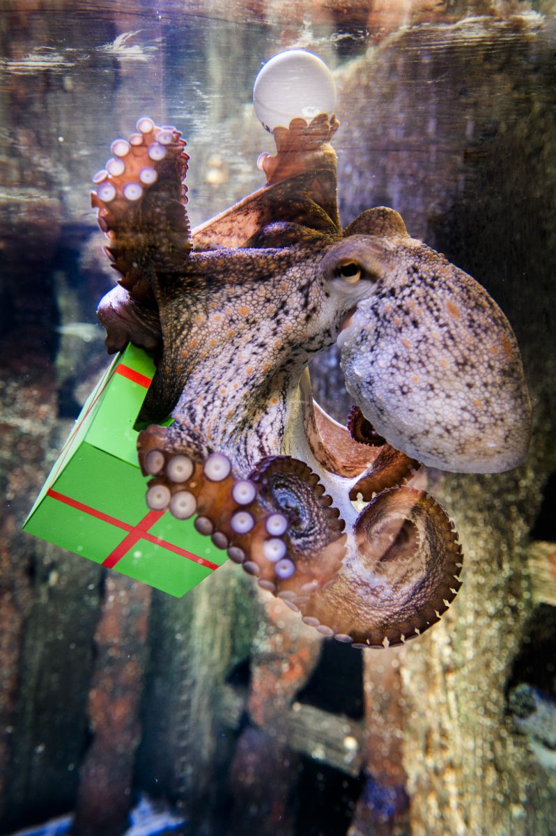 der Oktopus Adventskalender