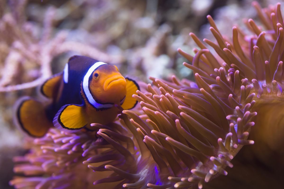 der Clownfisch