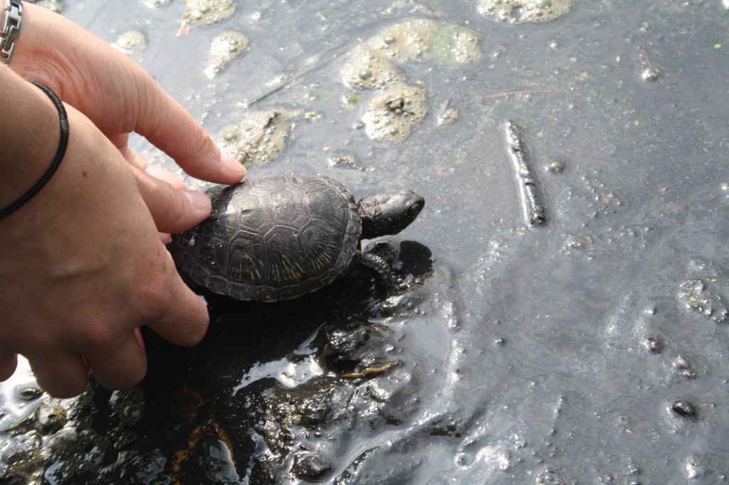 die Europäische Sumpfschildkröte