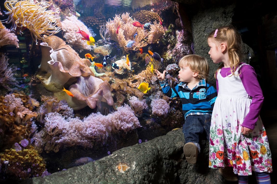 Fische zählen im SEA LIFE 