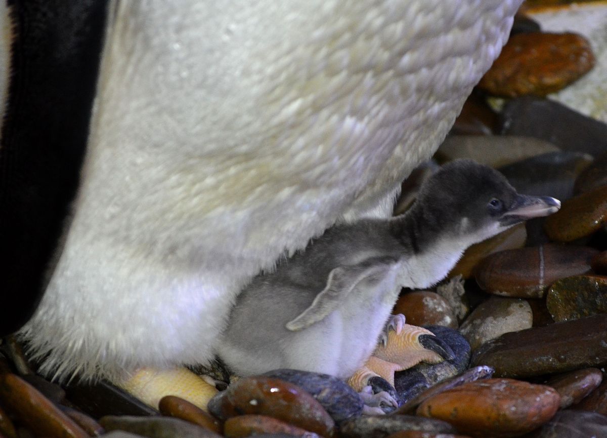 Erstes Pinguinbaby in Oberhausen