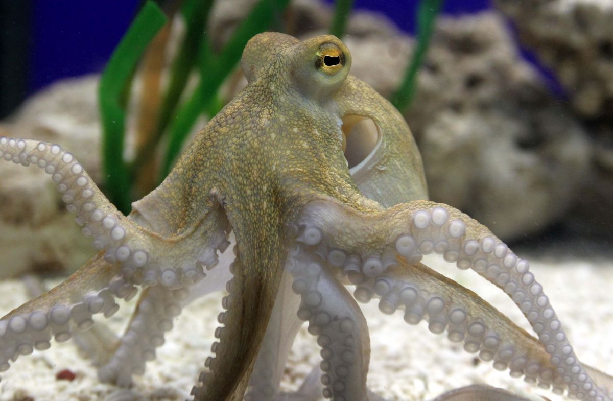 Oktopus im SEA LIFE Oberhausen