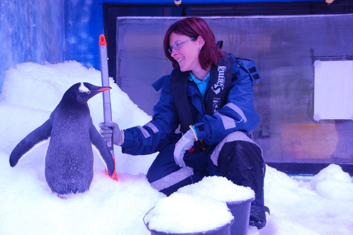 Bei 30 Grad plus eine willkommene Abkühlung für Gabi Barke: frisches Eis für Pinguine schüppen.