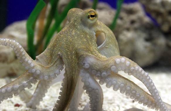 So schön zu sehen sind Kraken nur beim (UN)SICHTBAR Event im SEA LIFE Oberhausen.