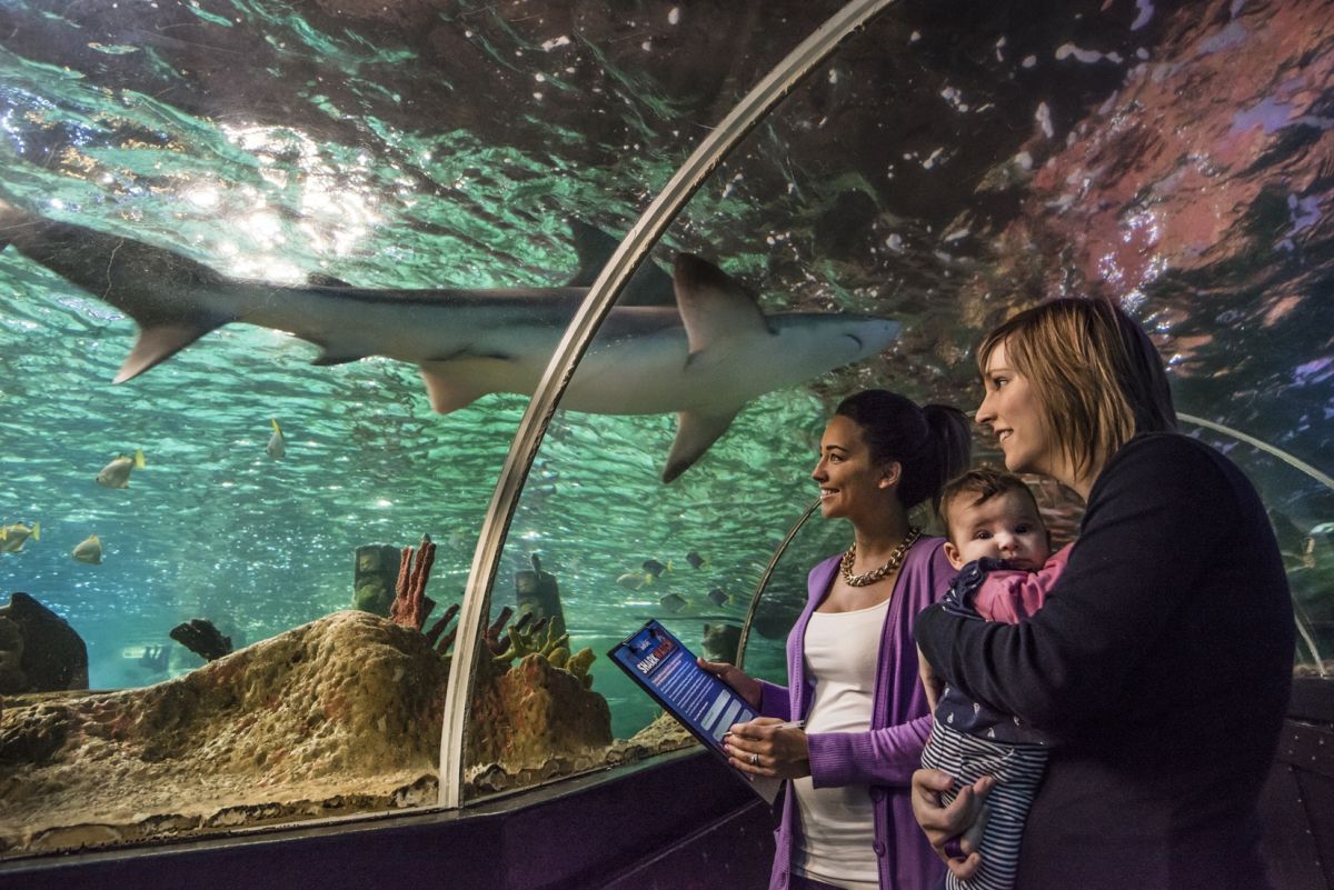 Hai-Beoabachter im Sea Life