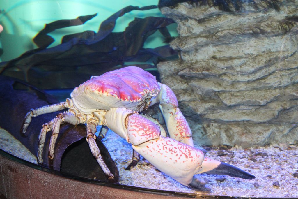 Crabinator die einzige Tasmanische Riesenkrabbe Deutschlands