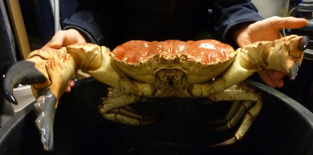 Crabinator die einzige Tasmanische Riesenkrabbe Deutschlands