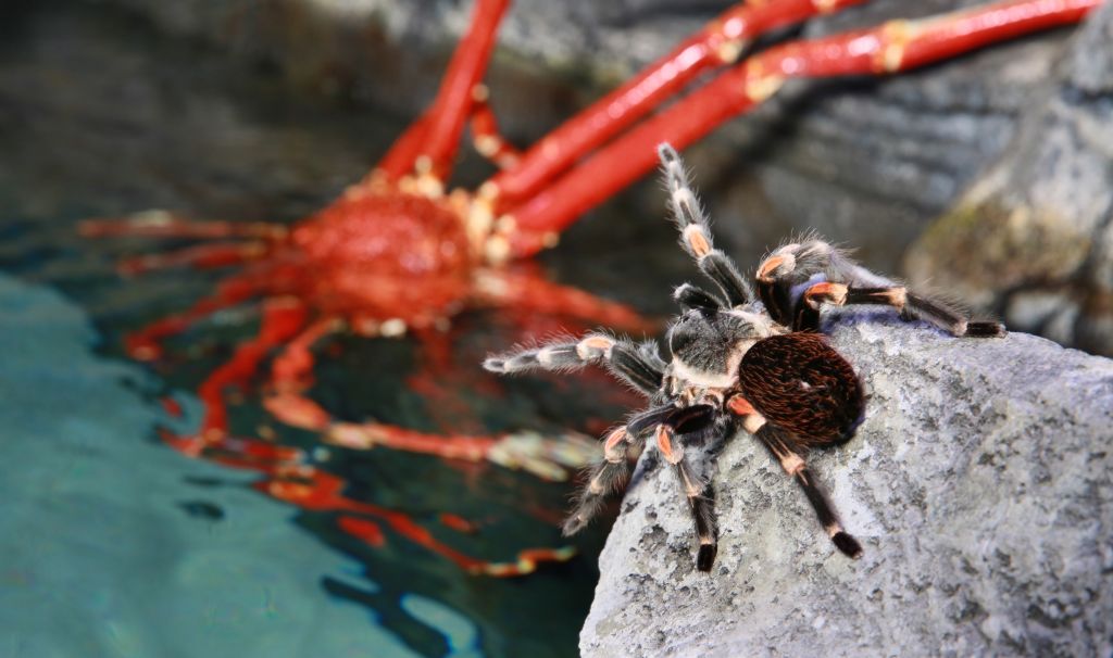 Halloween im Sea Life Oberhausen