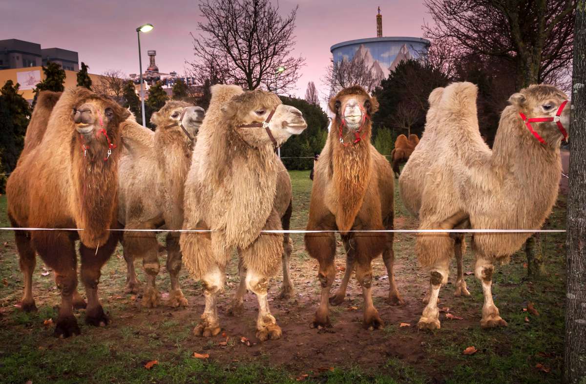 Circus Maximum organisiert Safariland am Niederrhein - auch die Kamele freuen sich schon (c)Wunderland Kalkar