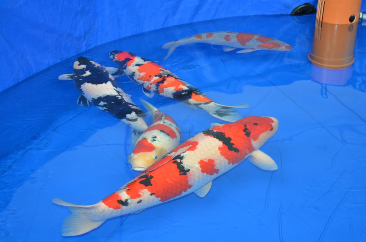 Koifische auf der InterKoi 2014