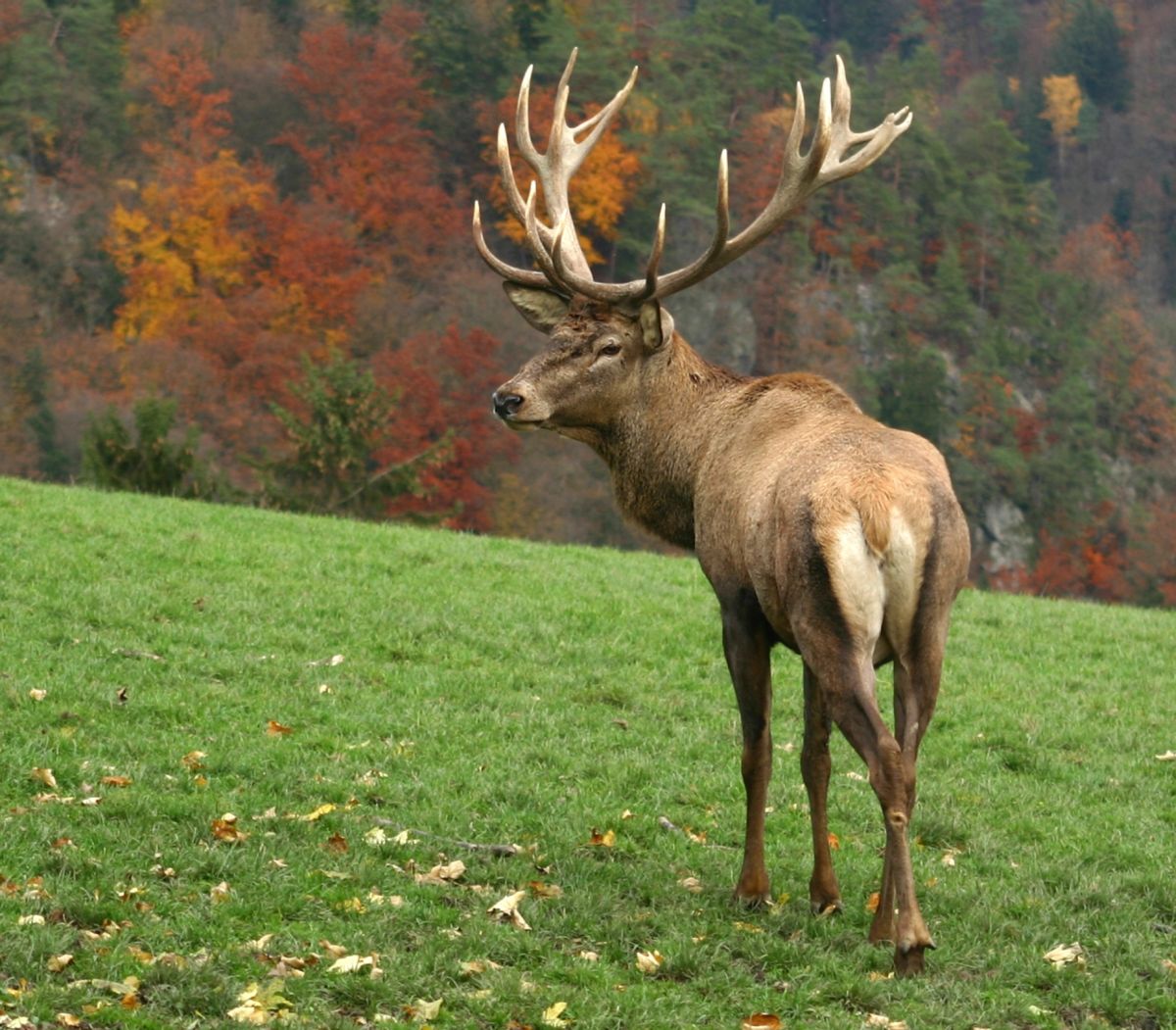 Jagd Niederrhein 2015