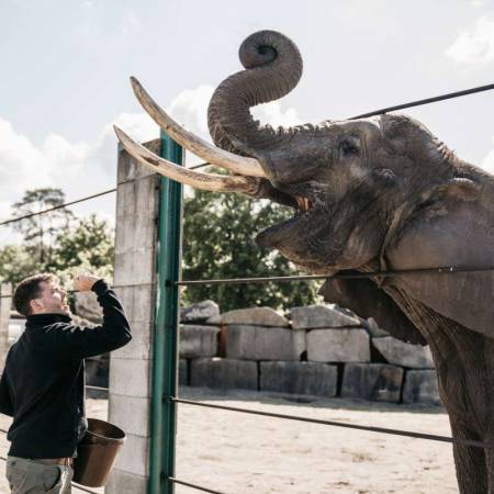 Elefanten im Safariland haben keinen Bock auf Inflation! Saison-Karten Aktion
