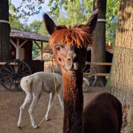 Der Grimpinger Hof präsentiert einzigartig, interaktive Themenfahrt Fassschleuder